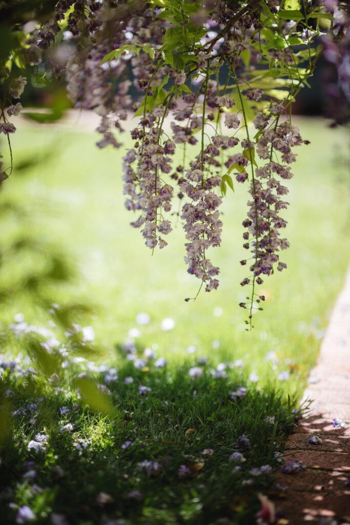 Metafora del jardin. autocuidado emocional